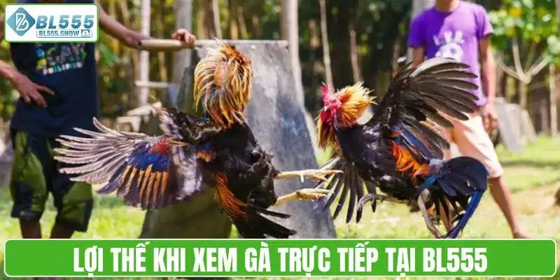 Lợi thế khi xem gà trực tiếp tại BL555